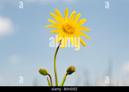 Heilpflanze Wolfs Bane (Arnica Montana) in Markstein, Vogesen, Frankreich Stockfoto