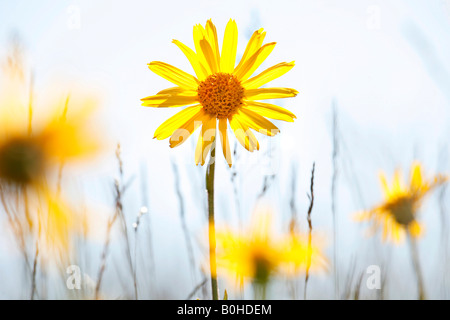 Heilpflanze Wolfs Bane (Arnica Montana) in Markstein, Vogesen, Frankreich Stockfoto