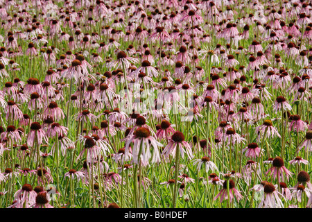 Bereich der blassen lila Sonnenhut (Echinacea Pallida), Heilpflanze, Heilsbronn bei Ansbach, Bayern, Deutschland Stockfoto