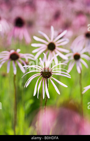 Blassen lila Sonnenhut (Echinacea Pallida), Heilpflanze, Heilsbronn bei Ansbach, Bayern, Deutschland Stockfoto