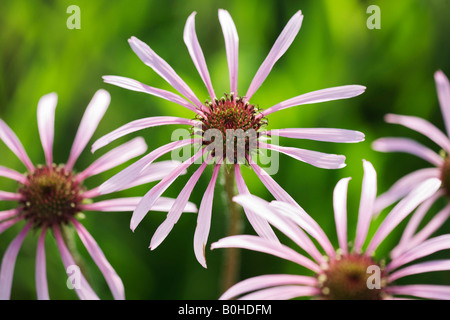 Blassen lila Sonnenhut (Echinacea Pallida), Heilpflanze, Heilsbronn bei Ansbach, Bayern, Deutschland Stockfoto