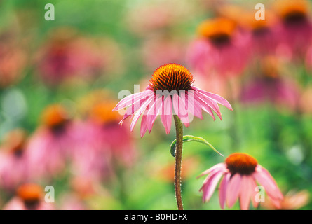 Blassen lila Sonnenhut (Echinacea Pallida) Stockfoto