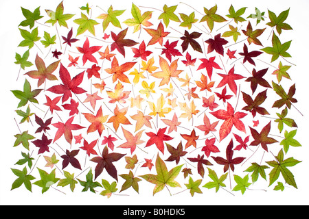 Sammlung von verschiedenen Herbst gefärbte Blätter aus einem einzigen Baum Sweetgum (Liquidambar) Stockfoto