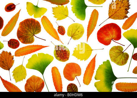 Sammlung von verschiedenen Herbst farbige Blätter Stockfoto