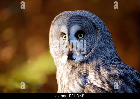 Großen grau-Eule (Strix Nebulosa) Stockfoto