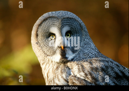 Großen grau-Eule (Strix Nebulosa) Stockfoto