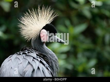 Schwarzer gekrönter Kran (Balearica Pavonina) Stockfoto