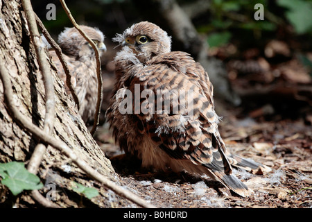 Junge Turmfalken (Falco Tinnunculus) Stockfoto