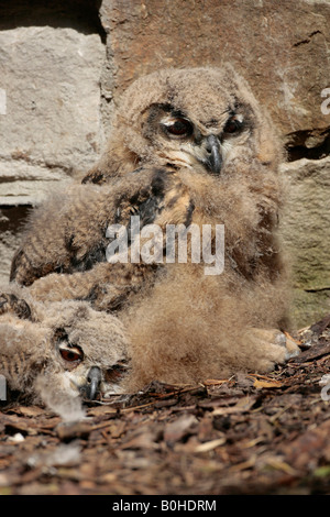 Getarnte junge eurasische Adler-Eule (Bubo Bubo) Stockfoto