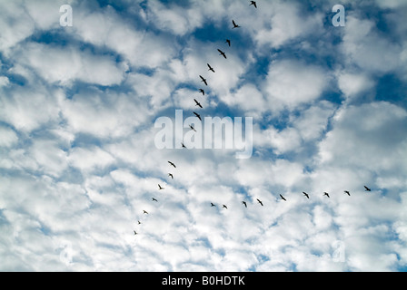 Wandernde Graugänse (Anser Anser) fliegen in V-Formation zum Zielort winter Stockfoto