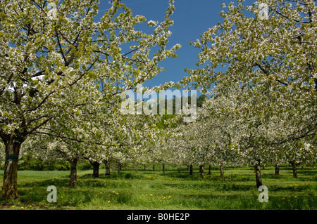 Blühende Kirschbäume Baumreihen in einem Obstgarten in Weissenohe, Bayern, Deutschland, Europa Stockfoto