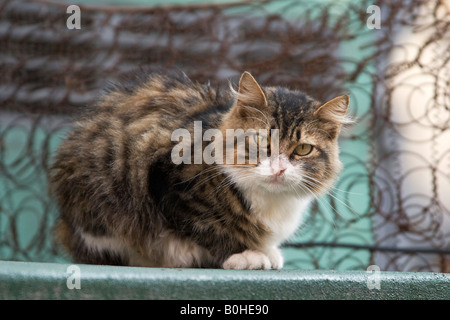 Streunende Katze in Istanbul, Türkei Stockfoto