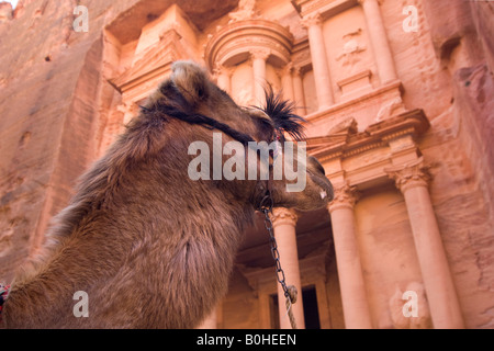 Porträt von einem Kamel vor dem Khazne al Firaun, Al Khazneh Treasury building, Petra, Jordanien, Naher Osten Stockfoto