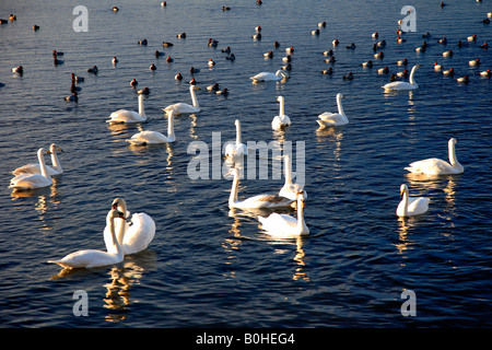 Überwinterung stumm Bewick und Whooper Schwäne Tafelenten Enten WWT Welney National Bird Reserve Cambridgeshire England Großbritannien Großbritannien Stockfoto