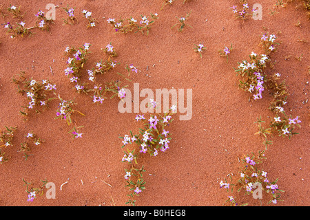 Blumen wachsen im Wüstensand, Wadi Rum, Jordanien, Naher Osten Stockfoto