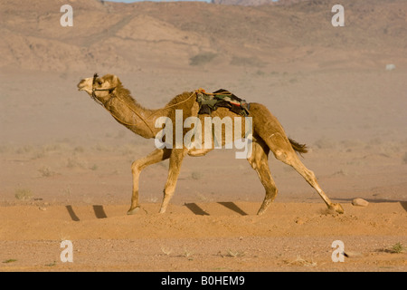 Kamel (Camelus) ohne ein Reiter, Kamel-Rennen in der Wüste, Wadi Rum, Jordanien, Naher Osten Stockfoto