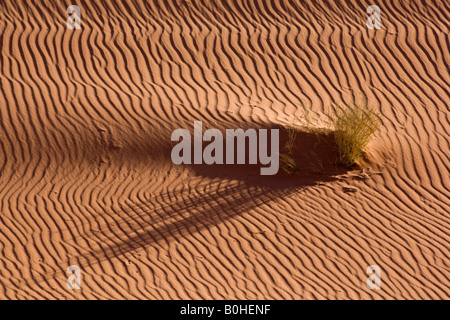 Wellen, Sand driftet auf einer Sanddüne in der Wüste, Wadi Rum, Jordanien, Naher Osten Stockfoto