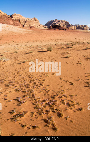 Blumen blühen in der Wüste, Wadi Rum, Jordanien, Naher Osten Stockfoto