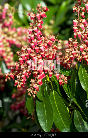 Blühenden japanischen Andromeda, Lily of the Valley Bush (Pieris Japonica), Valley Valentine Sorte Stockfoto