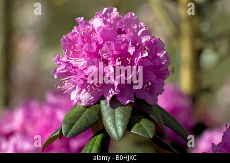 Blühenden Carolina Azalee (Rhododendron Carolinianum), P. J. Mezitt Sorte Stockfoto