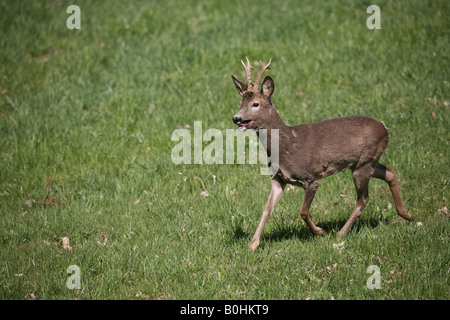 Europäische Rehe (Capreolus Capreolus) Bock im Frühling Stockfoto