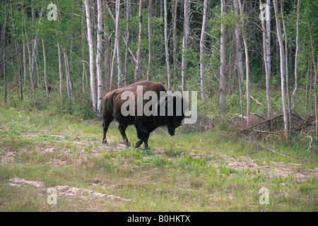 Amerikanischer Bison oder Büffel (Bison Bison), Wood Buffalo National Park, Alberta, Kanada Stockfoto