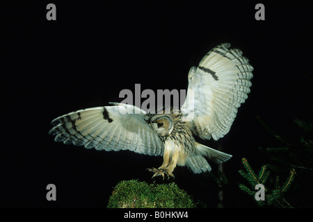 Waldohreule (Asio Otus) kommen für eine Landung in der Nacht Stockfoto