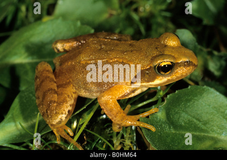 Zwei-jährigen europäischen Grasfrosch (Rana Temporaria) Stockfoto