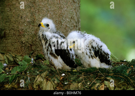 Zwei downy Wespenbussard (Pernis Apivorus) Küken in ihrem nest Stockfoto