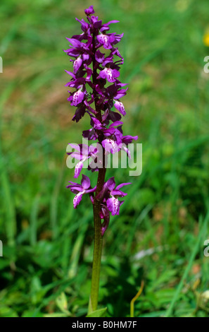 Frühe lila Orchidee (Orchis Mascula), Oeland Island, Schweden Stockfoto