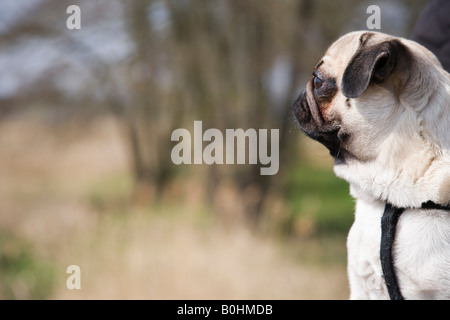 Junger Mops, schaut sich um Stockfoto