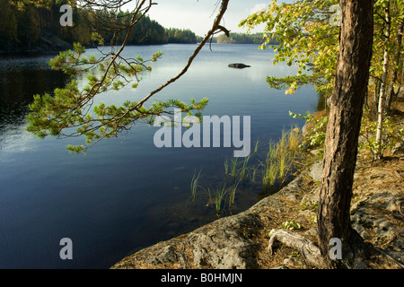 See, umgeben von Kiefernwald, Isojaervi Nationalpark, Finnland, Scandinavia Stockfoto