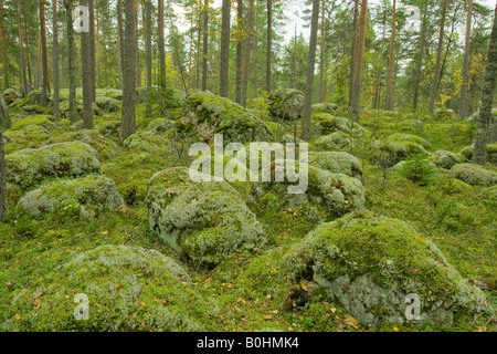 Pinienwald, Felsen bedeckt mit Moos und Caribou Moos oder Rentier Flechten (Cladonia Rangiferina), Isojaervi National Park, Finla Stockfoto