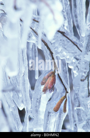 Eis bedeckten Zweige und Kätzchen von einem Haselnussstrauch (Corylus Avellana) nach Gefrierender Regen, Schwarzwald, Baden-Württemberg, G Stockfoto