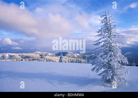 Schneebedeckte Berge und Bäume im Schwarzwald hinter einem einsamen verschneiten Baum in einem Feld, Schwarzwald, Baden-Württemberg, Stockfoto