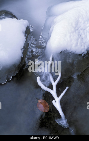 Eis beschichtete Zweig neben ein Blatt getrocknete Buche (Fagus) in einem teilweise gefrorenen über Bach, Kaltbrunnental Tal, Baselland, Großbrit Stockfoto