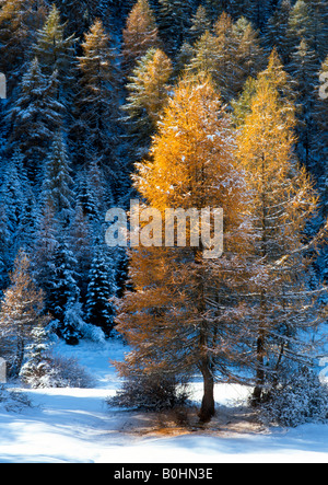 Europäische Lärchen (Larix Decidua), Obernberg, Tirol, Österreich, Europa Stockfoto