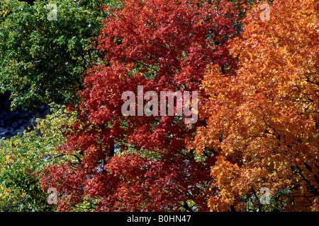 Gemeinsamen Bäume in Aspen (Populus Tremula), Herbstlaub, Yellowstone-Nationalpark, Wyoming, USA Stockfoto