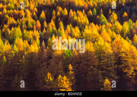 Europäische Lärchen (Larix Decidua), Ochsenwald Wald, Gschloesstal, Ost-Tirol, Austria, Europe Stockfoto