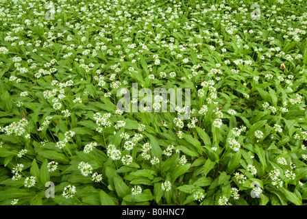 Wilder Knoblauch oder Bärlauch (Allium Ursinum), botanische Gärten an der Universität Innsbruck, Österreich, Europa Stockfoto