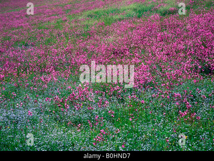 Red Campion (Silene Dioica) und Holz-Vergissmeinnicht (Myosotis Sylvatica) in Aschau, Tirol, Österreich, Europa Stockfoto