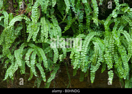 Tausend Spleenwort (Asplenium Trichomanes), Lans, Tirol, Österreich, Europa Stockfoto