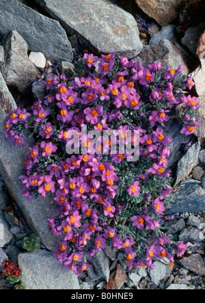 Alpen-Leinkraut (Linaria Alpina), Nationalpark Hohe Tauern, Ost-Tirol, Österreich, Europa Stockfoto