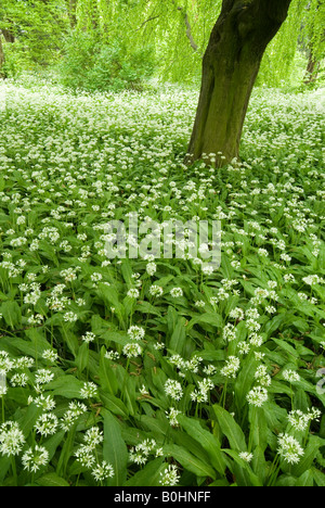 Wilder Knoblauch oder Bärlauch (Allium Ursinum), botanische Gärten an der Universität Innsbruck, Österreich, Europa Stockfoto