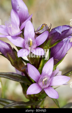 Deutscher Enzian (Gentiana Germanica), obere Isar, Bayern, Deutschland, Europa Stockfoto