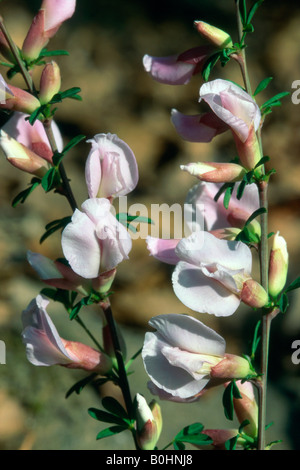 Stachelige Restharrow (Ononis Spinosa), Castellfeder, Auer, Bozen-Bozen, Italien, Europa Stockfoto