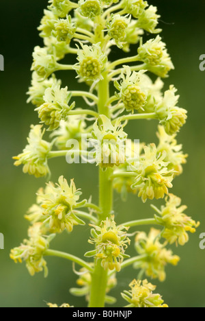 Wilde Mignonette (Reseda Lutea), Prader Sand, Prad, Vintschgau, Bolzano-Bozen, Italien Stockfoto