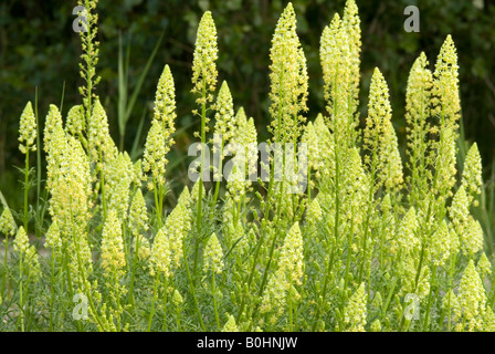 Wilde Mignonette (Reseda Lutea), Prader Sand, Prad, Vintschgau, Bolzano-Bozen, Italien Stockfoto