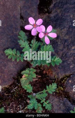 Redstem Filaree oder gemeinsame Storch Bill (Erodium Cicutarium), Castellfeder, Bolzano-Bozen, Italien Stockfoto