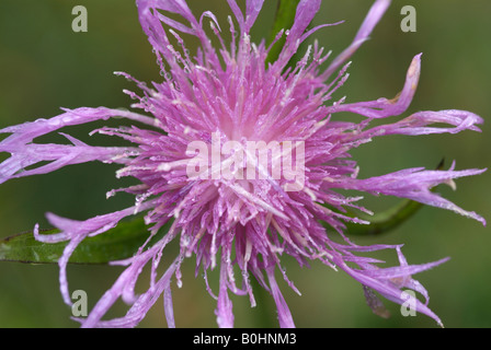 Braun- oder Brownray-Flockenblume (Centaurea Jacea), Schwaz, Tirol, Österreich, Europa Stockfoto